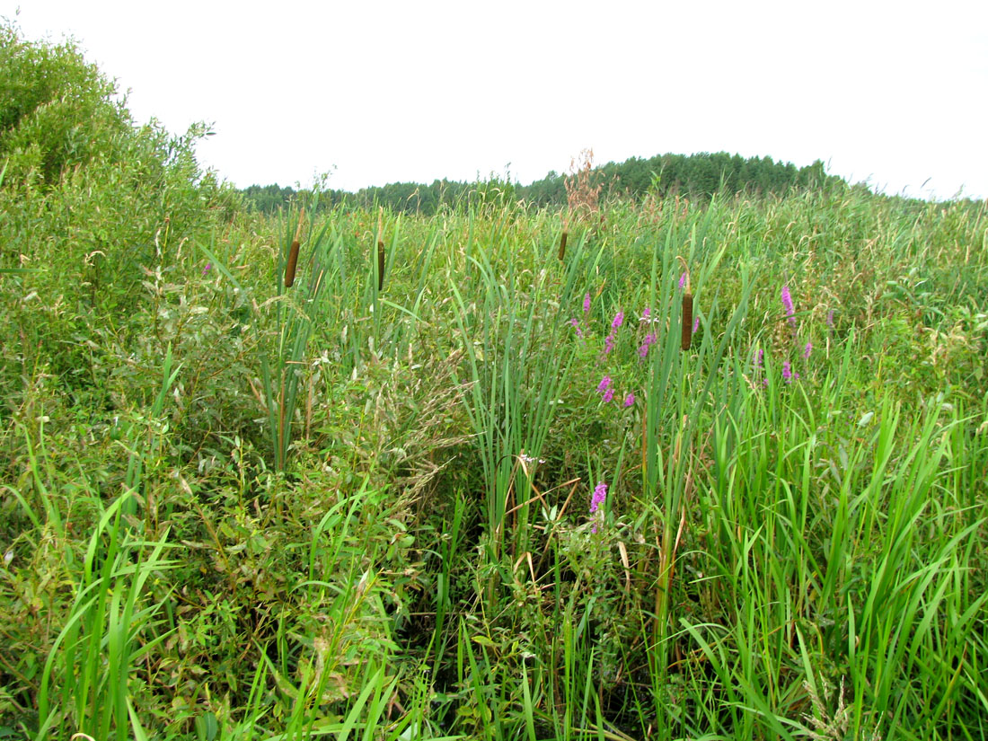 Image of Typha latifolia specimen.