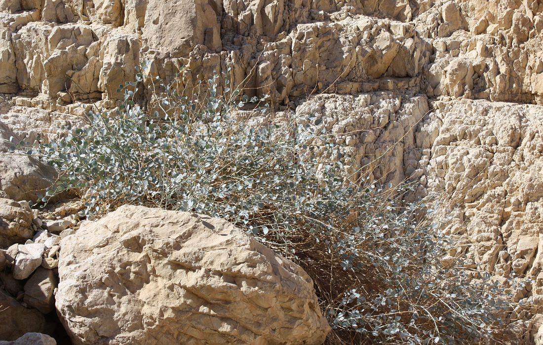 Image of Capparis aegyptia specimen.