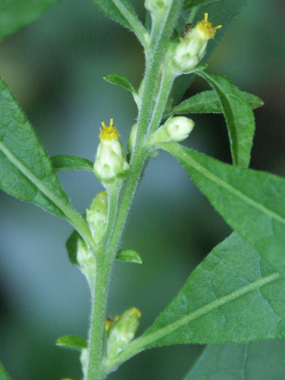 Image of Carpesium abrotanoides specimen.