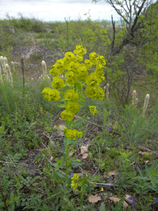 Изображение особи Euphorbia iberica.