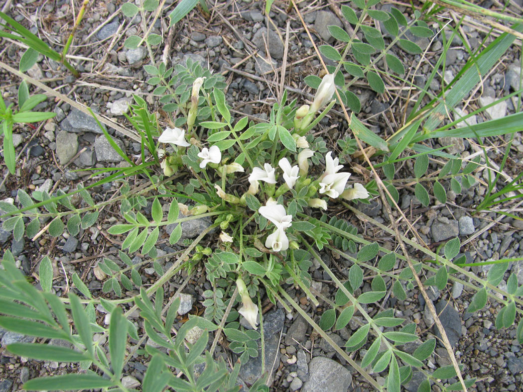 Image of Astragalus scaberrimus specimen.