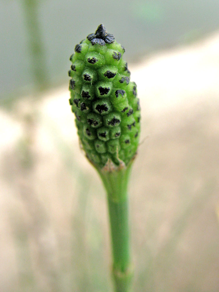 Image of Equisetum ramosissimum specimen.