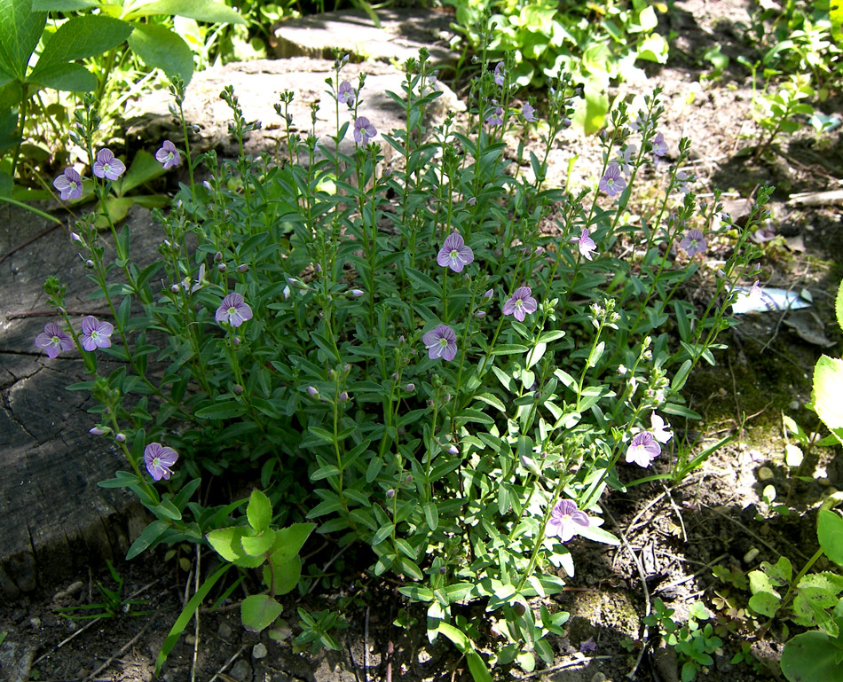 Image of Veronica fruticulosa specimen.