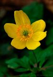 Anemone ranunculoides