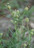 Plantago arenaria. Верхушка растения с соцветиями. Орловская обл., национальный парк \"Орловское полесье\". 03.07.2007.