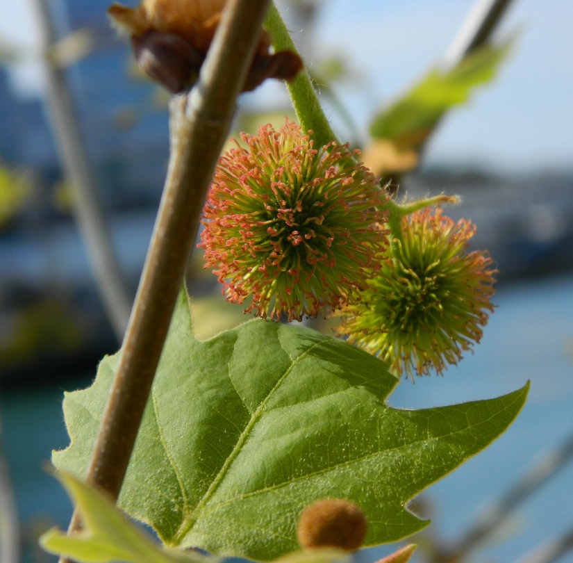 Изображение особи Platanus orientalis.