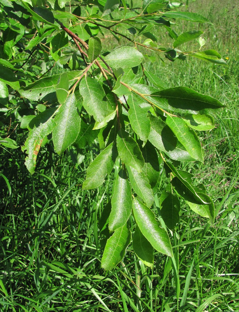 Image of Salix caprea specimen.