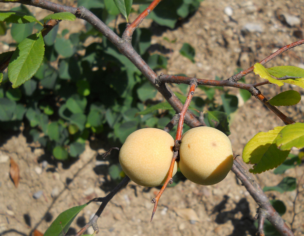 Image of Chaenomeles japonica specimen.