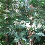 Hydrangea aspera ssp. sargentiana