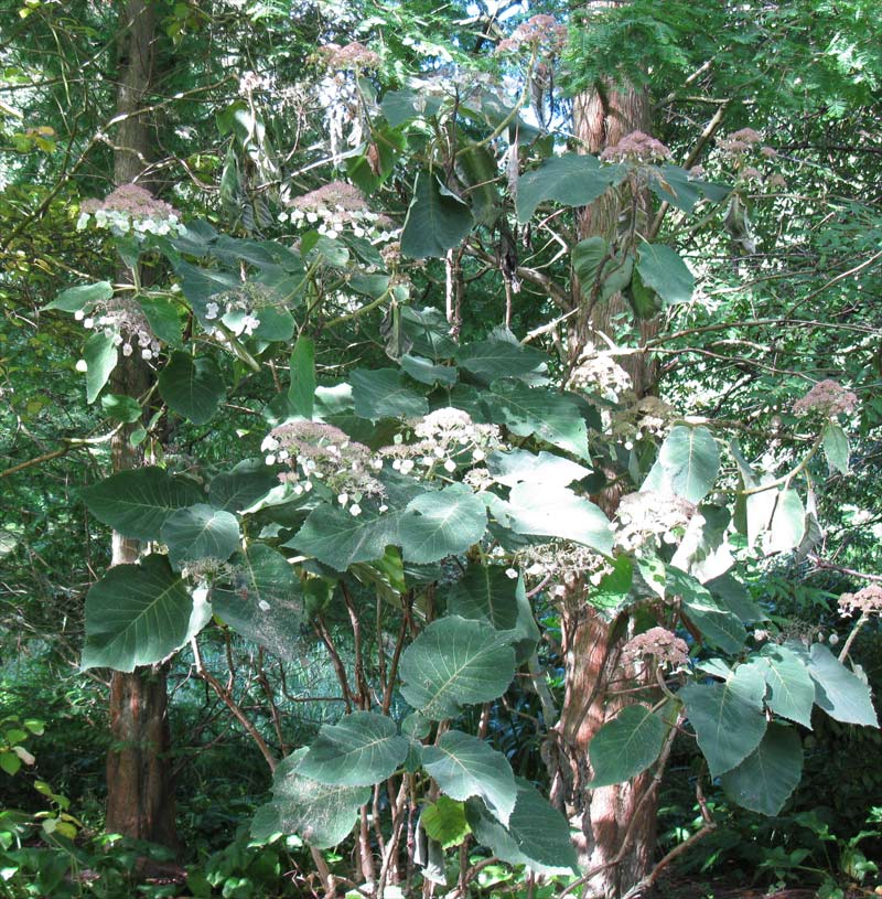 Изображение особи Hydrangea aspera ssp. sargentiana.