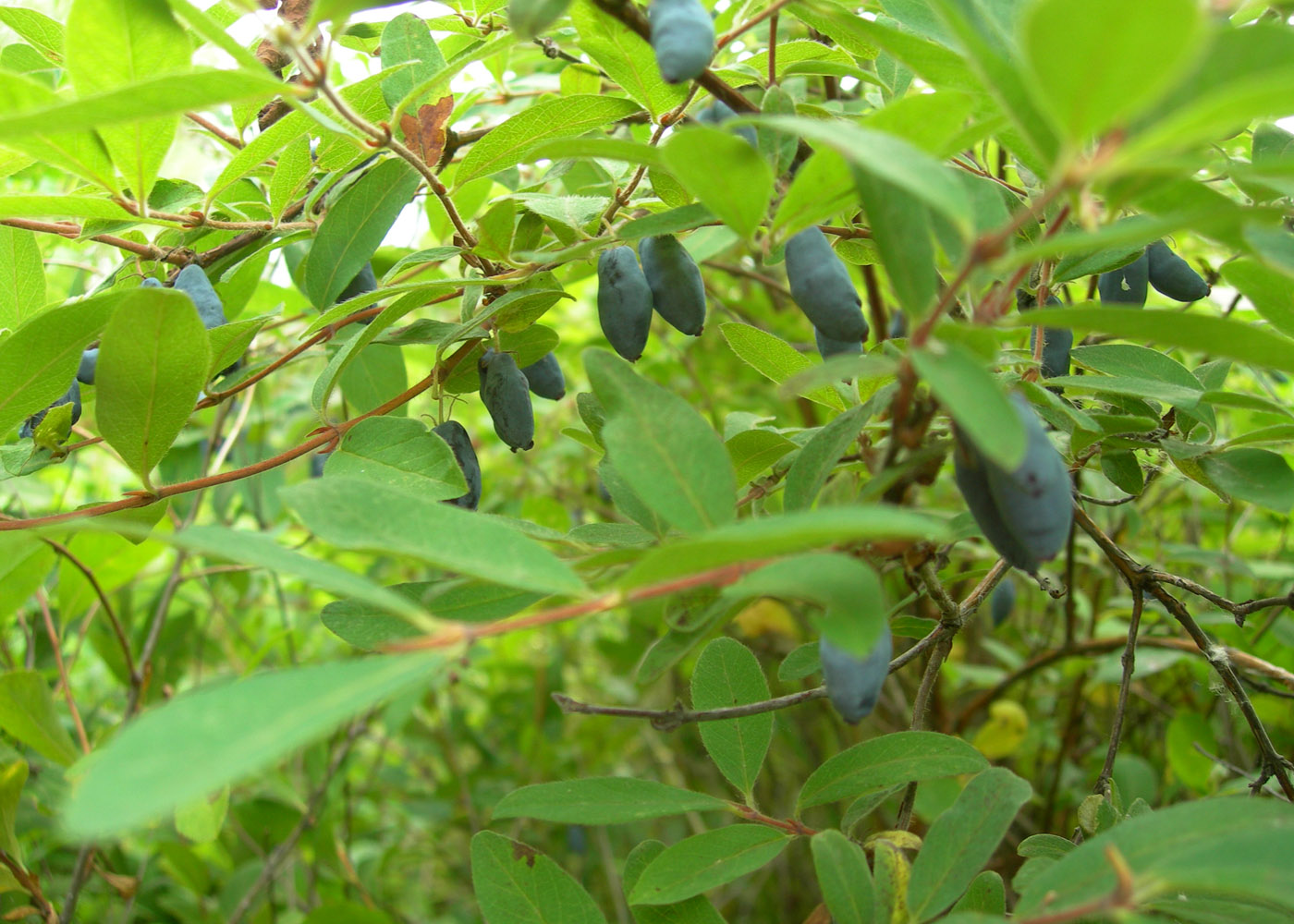 Изображение особи Lonicera edulis.