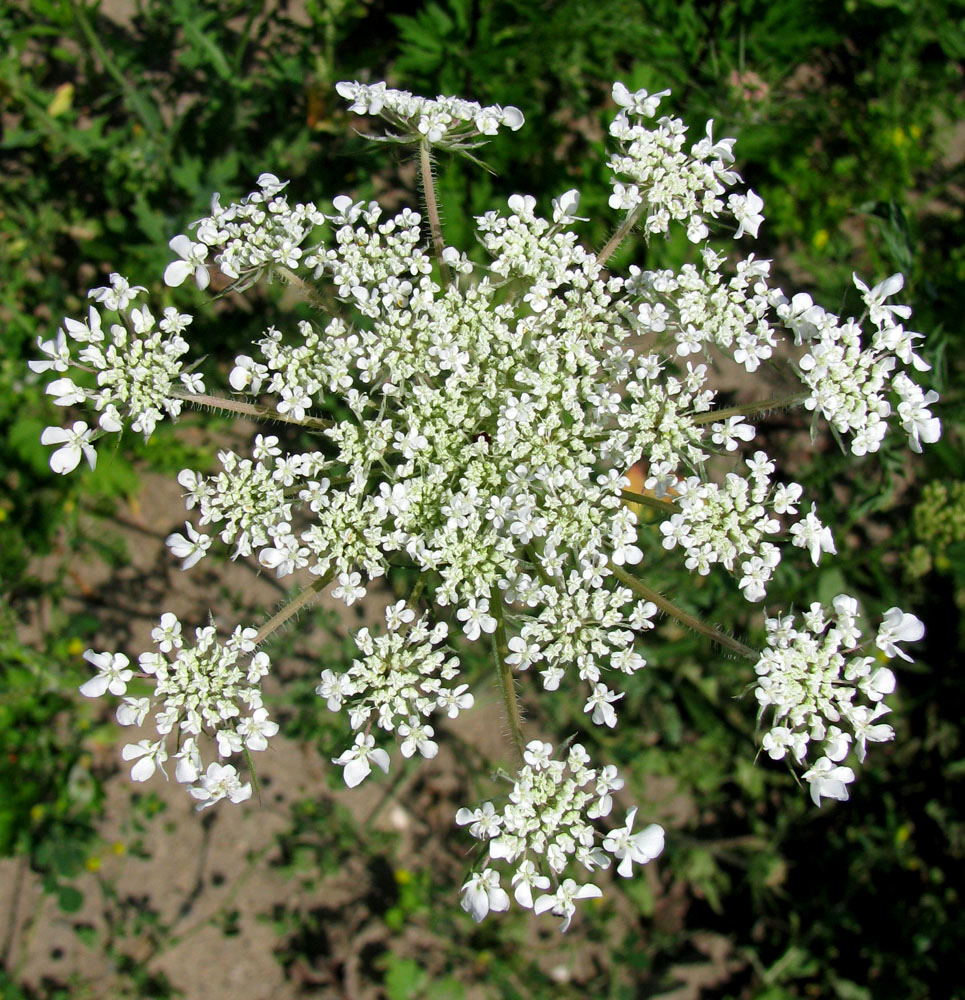 Изображение особи Daucus carota.