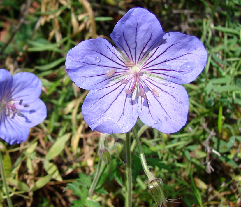 Image of Geranium pratense specimen.