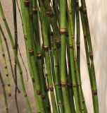 Equisetum variety japonicum