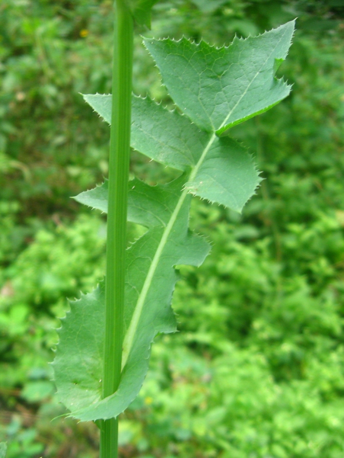 Image of Sonchus oleraceus specimen.