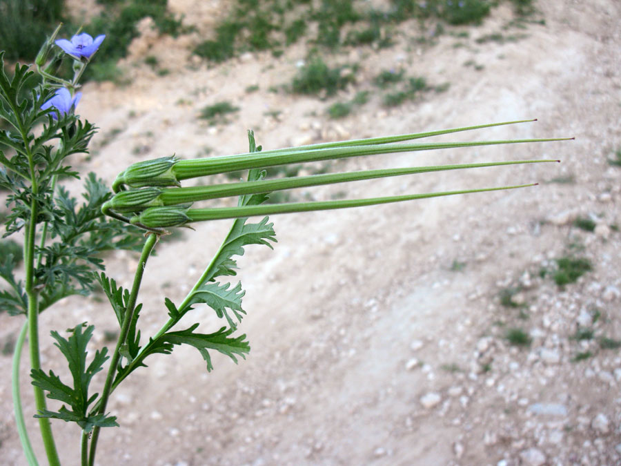 Image of Erodium ciconium specimen.