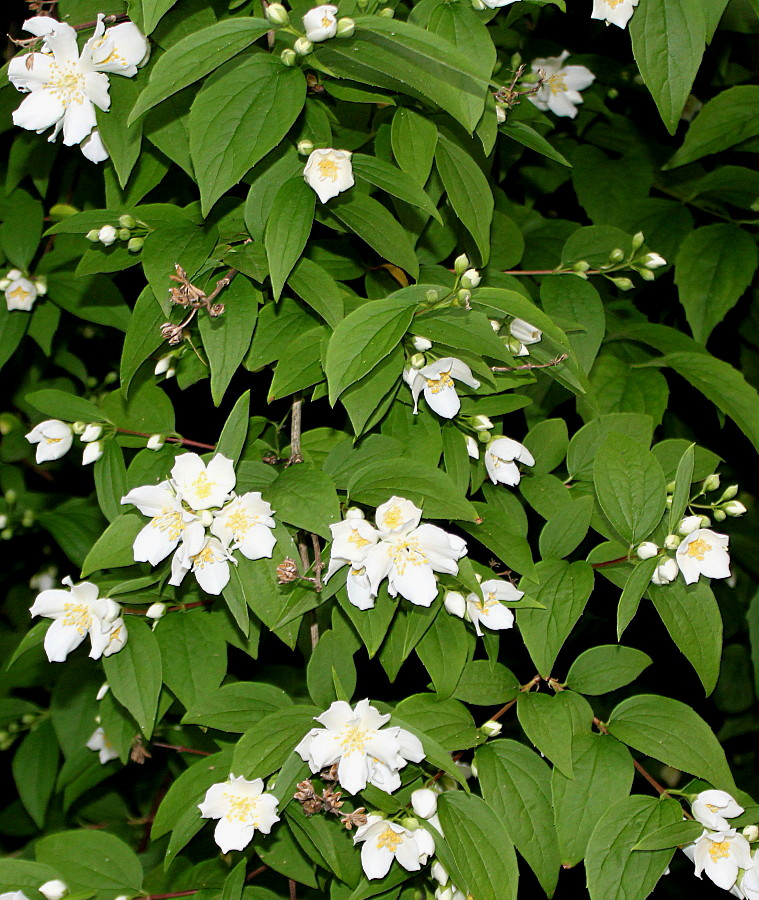 Изображение особи Philadelphus coronarius.