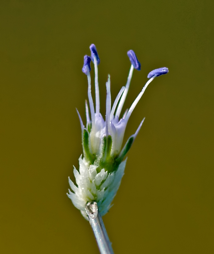 Image of Eryngium planum specimen.