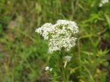 Смотреть изображение Galium turkestanicum