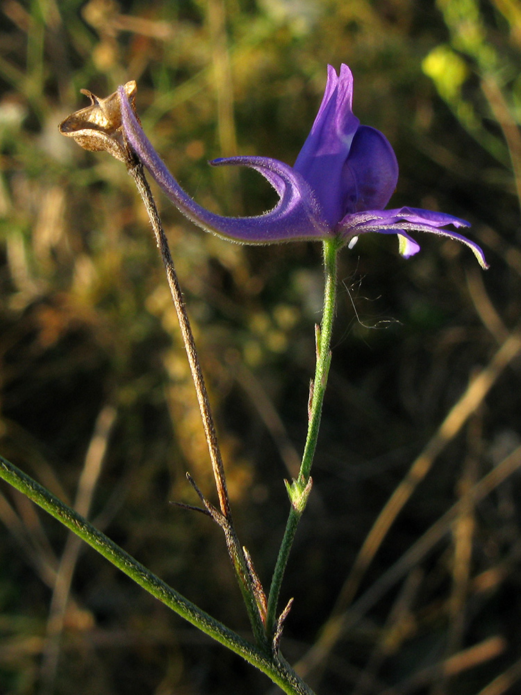 Image of Delphinium paniculatum specimen.