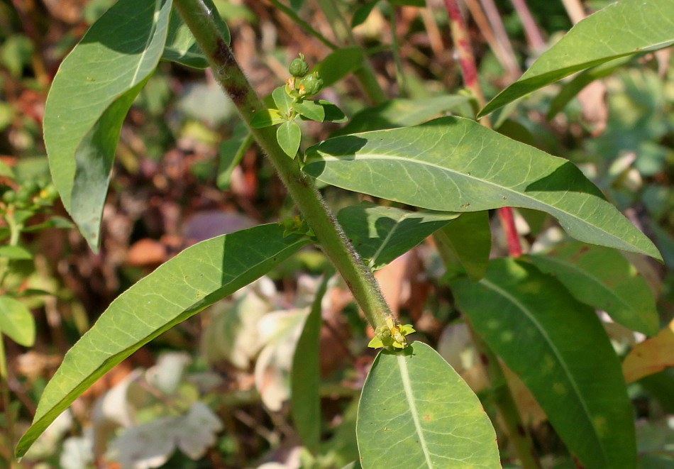 Изображение особи род Euphorbia.