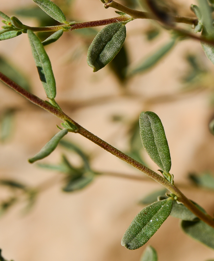 Image of Helianthemum ventosum specimen.