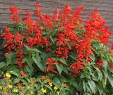 Salvia splendens. Цветущее растение. Германия, г. Krefeld, Ботанический сад. 11.08.2013.