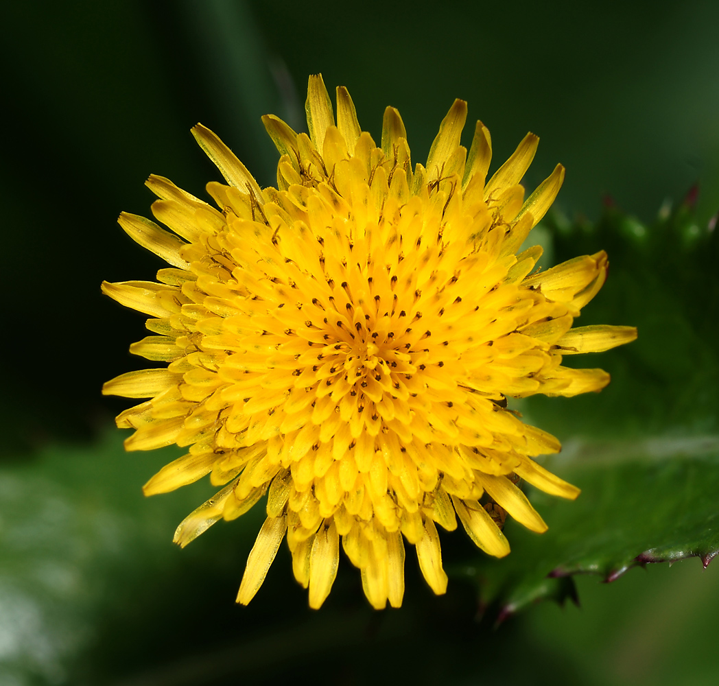 Image of Sonchus oleraceus specimen.