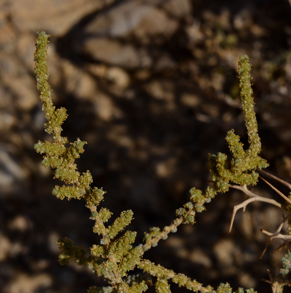 Image of Salsola cyclophylla specimen.