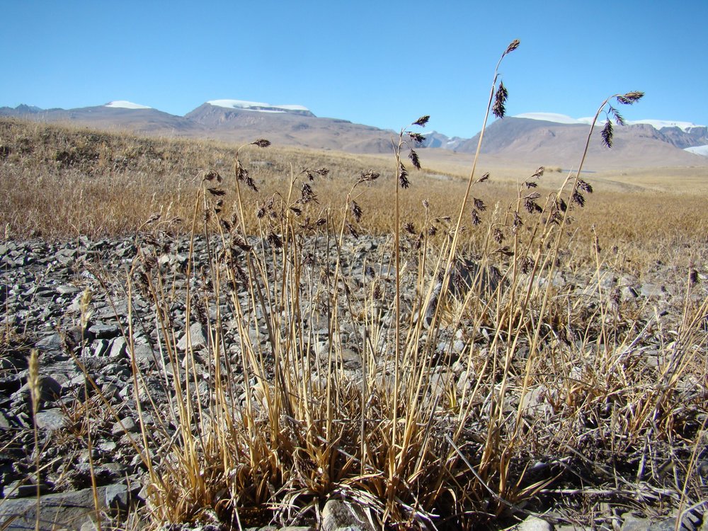 Image of Carex atrofusca specimen.