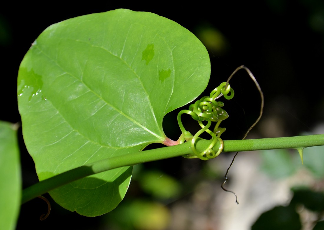 Image of Smilax excelsa specimen.