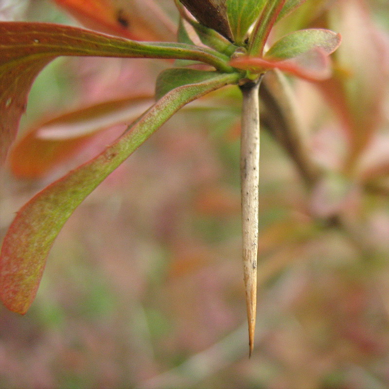 Изображение особи род Berberis.