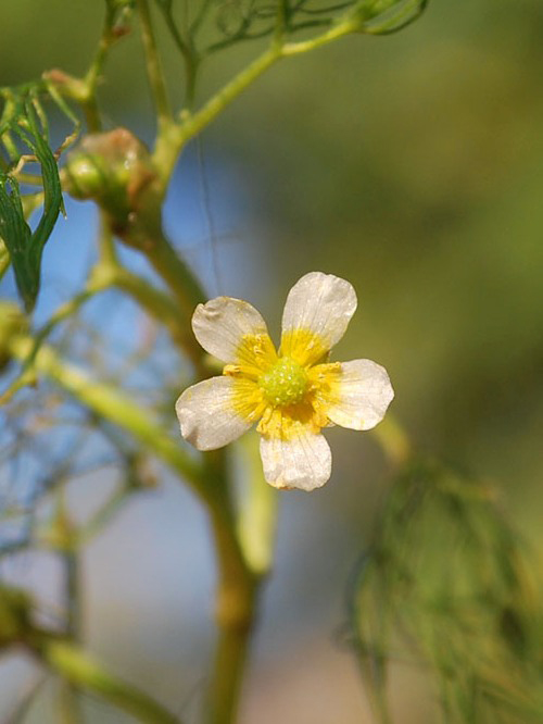 Image of Ranunculus trichophyllus specimen.