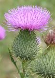 Cirsium vulgare