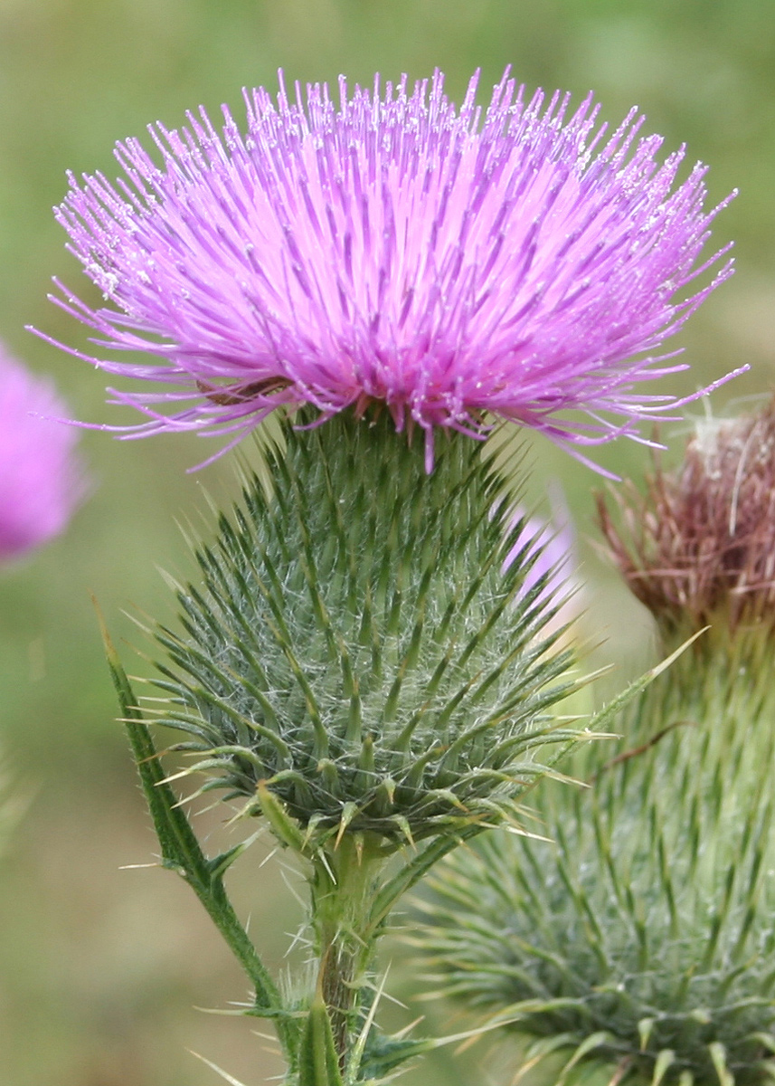 Image of Cirsium vulgare specimen.