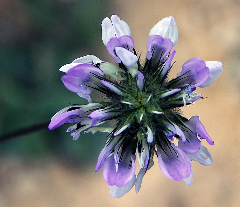 Изображение особи Psoralea bituminosa.