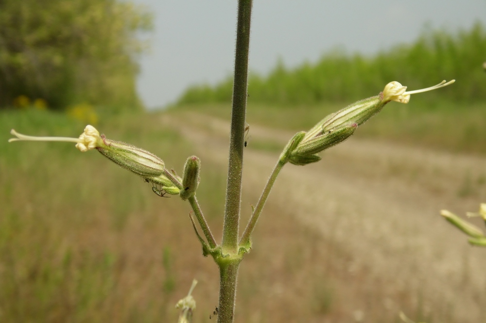 Изображение особи Silene viscosa.