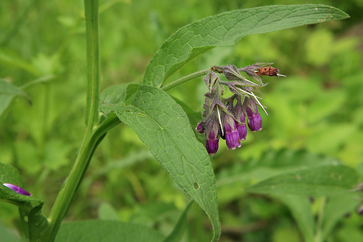 Изображение особи Symphytum officinale.