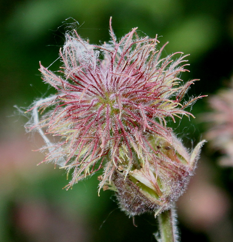 Image of Geum rivale specimen.