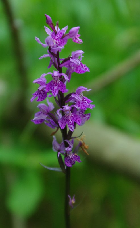 Image of Dactylorhiza fuchsii specimen.