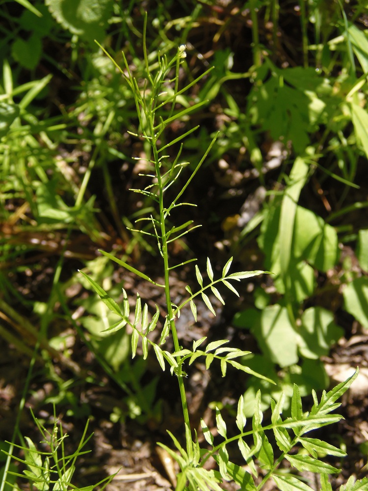 Изображение особи Cardamine impatiens.