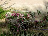 Adenium obesum. Цветущее растение. Израиль, впадина Мёртвого моря, пос. Эйн Бокек. 12.05.2014.