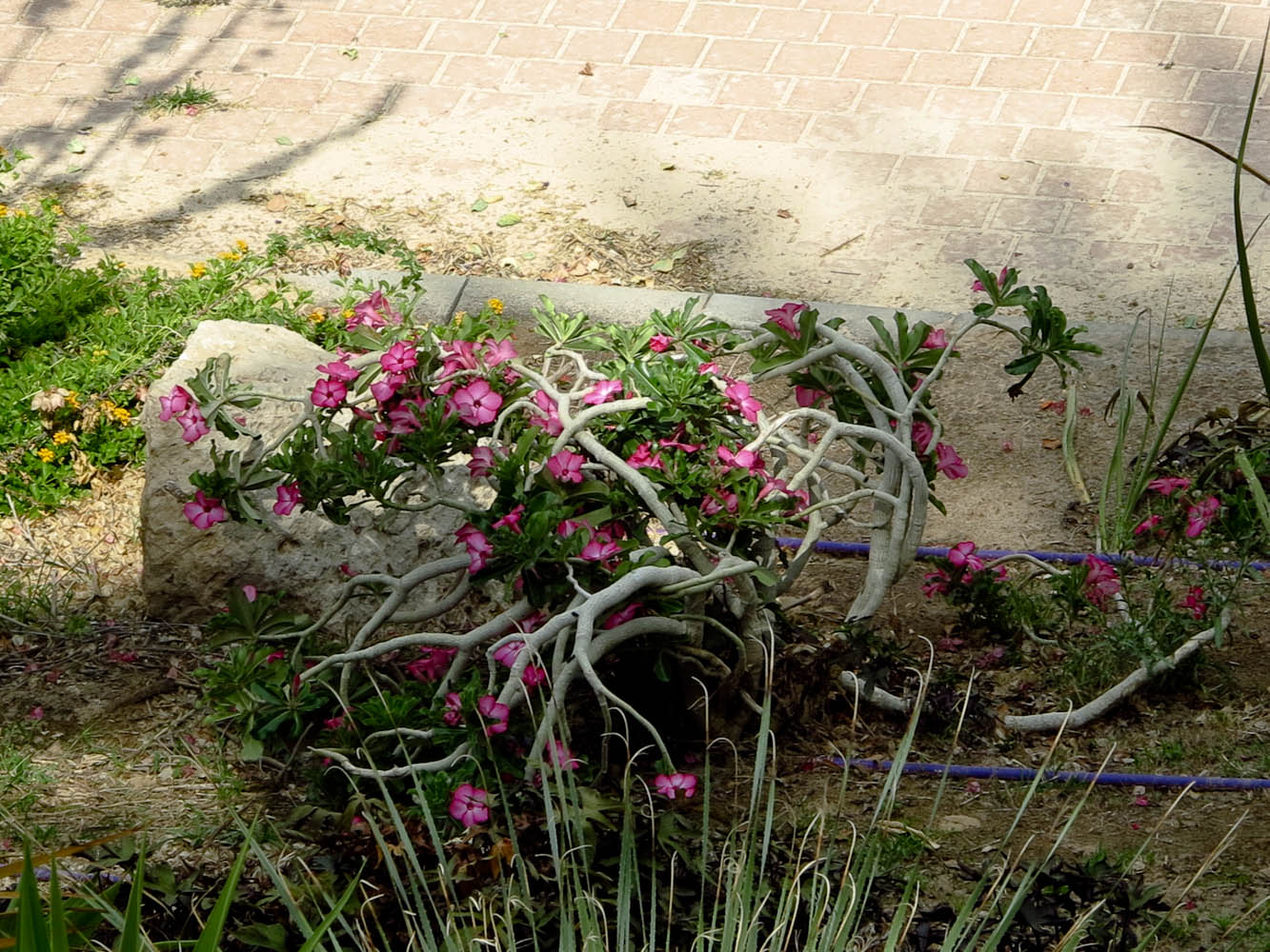 Image of Adenium obesum specimen.