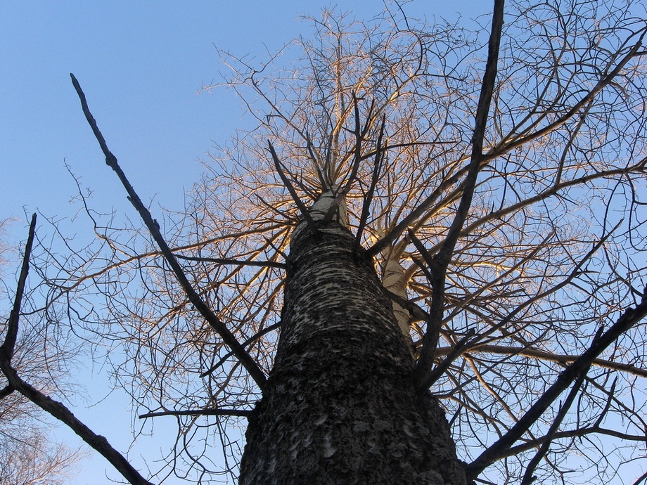 Изображение особи Populus tremula.