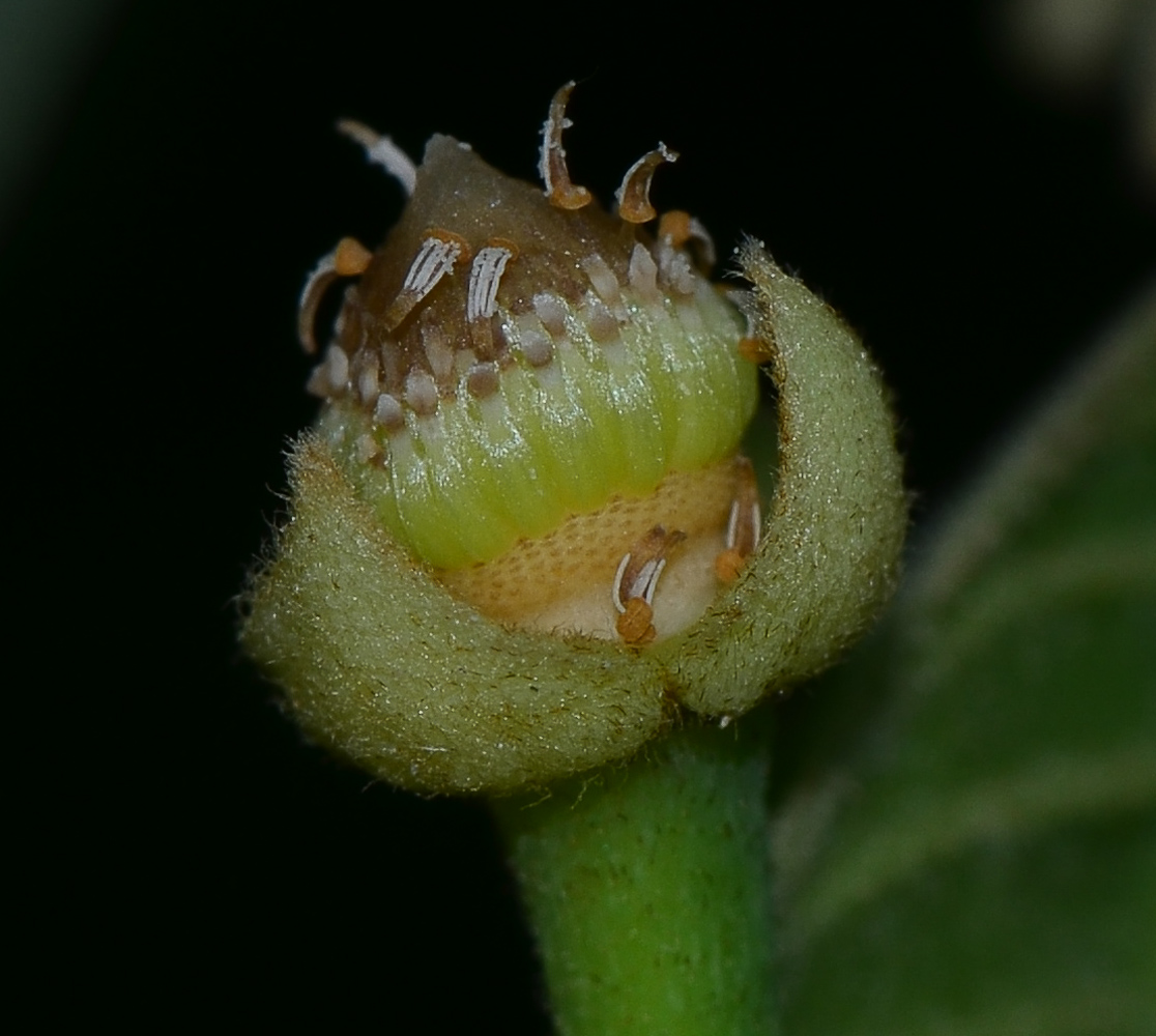 Image of Annona &times; atemoya specimen.