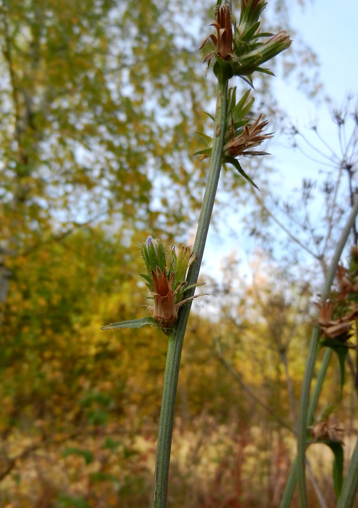 Image of Cichorium intybus specimen.