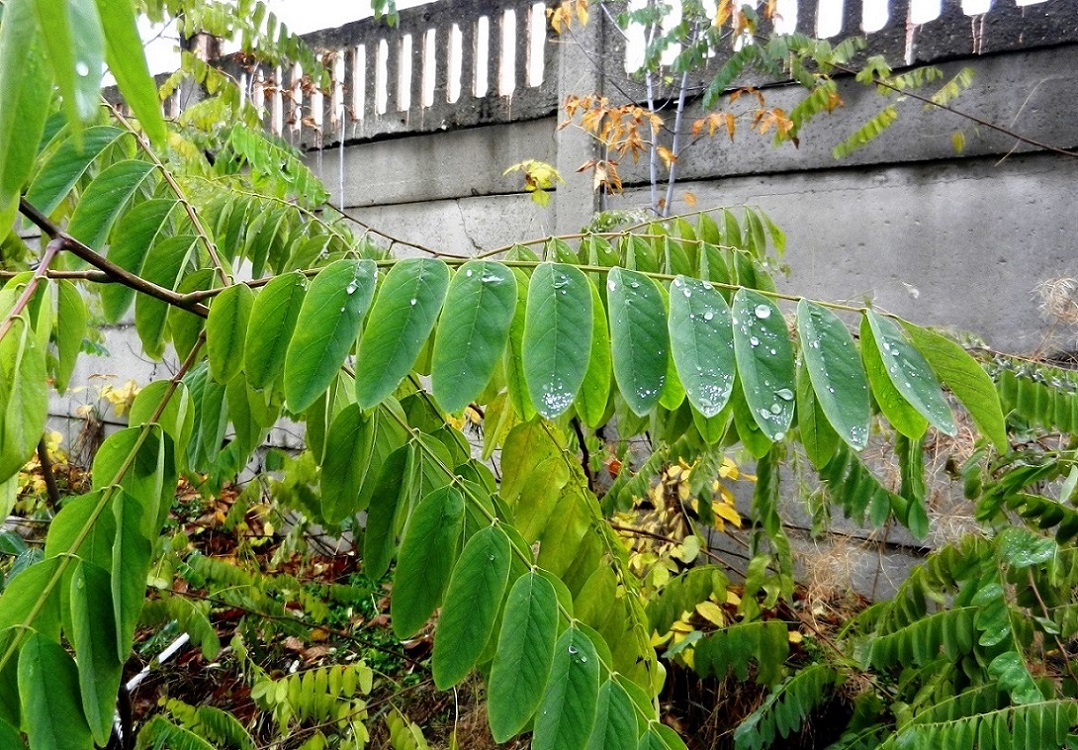 Изображение особи Robinia pseudoacacia.