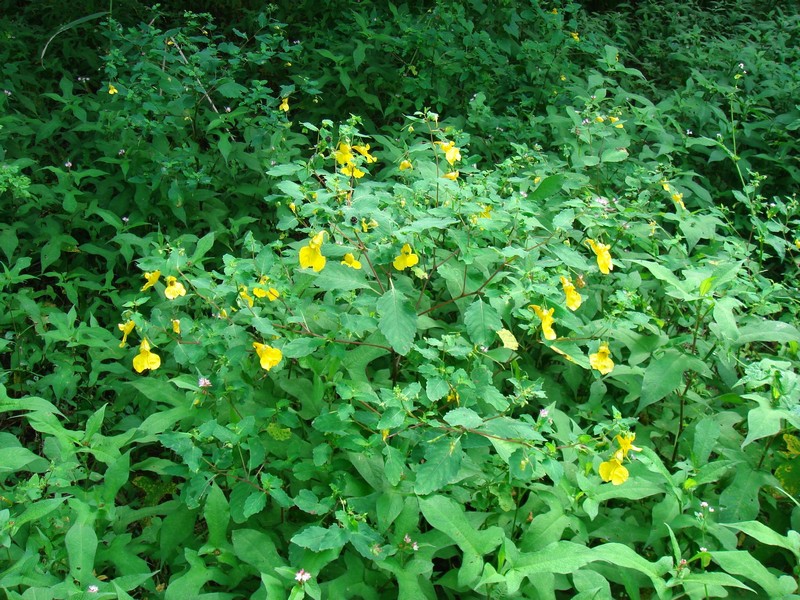 Image of Impatiens noli-tangere specimen.