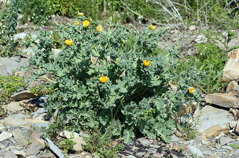 Image of Glaucium flavum specimen.