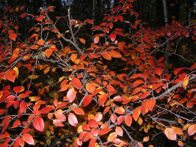 Image of Cotoneaster lucidus specimen.